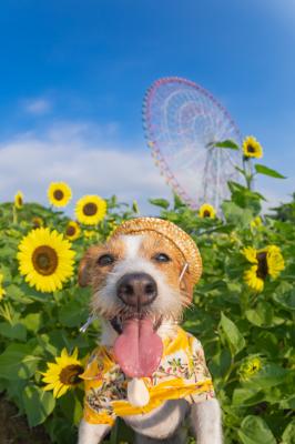 とびっきりSummer！