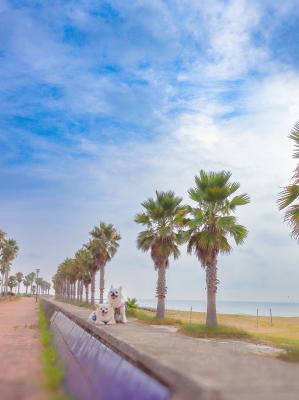 夏の海
