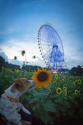 色違いのひまわり