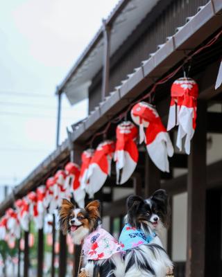 金魚いたよ～