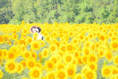 ひまわりの中で