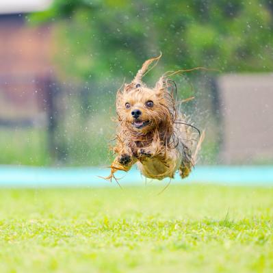プールで遊び大はしゃぎ