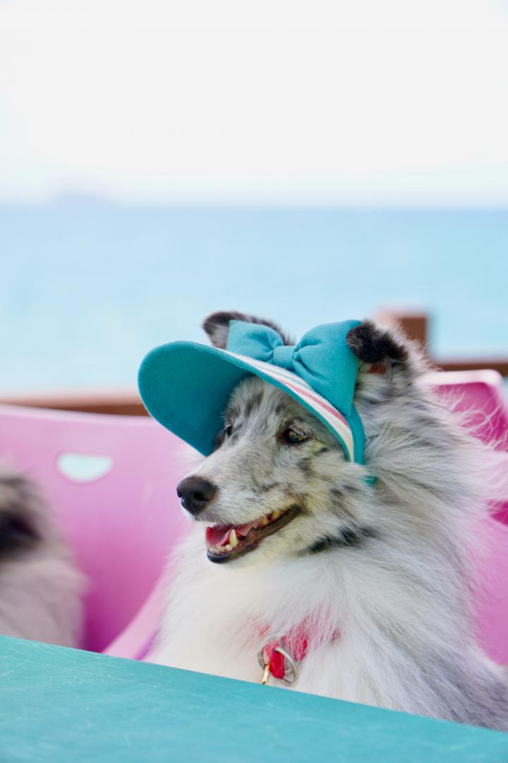 初夏の海風