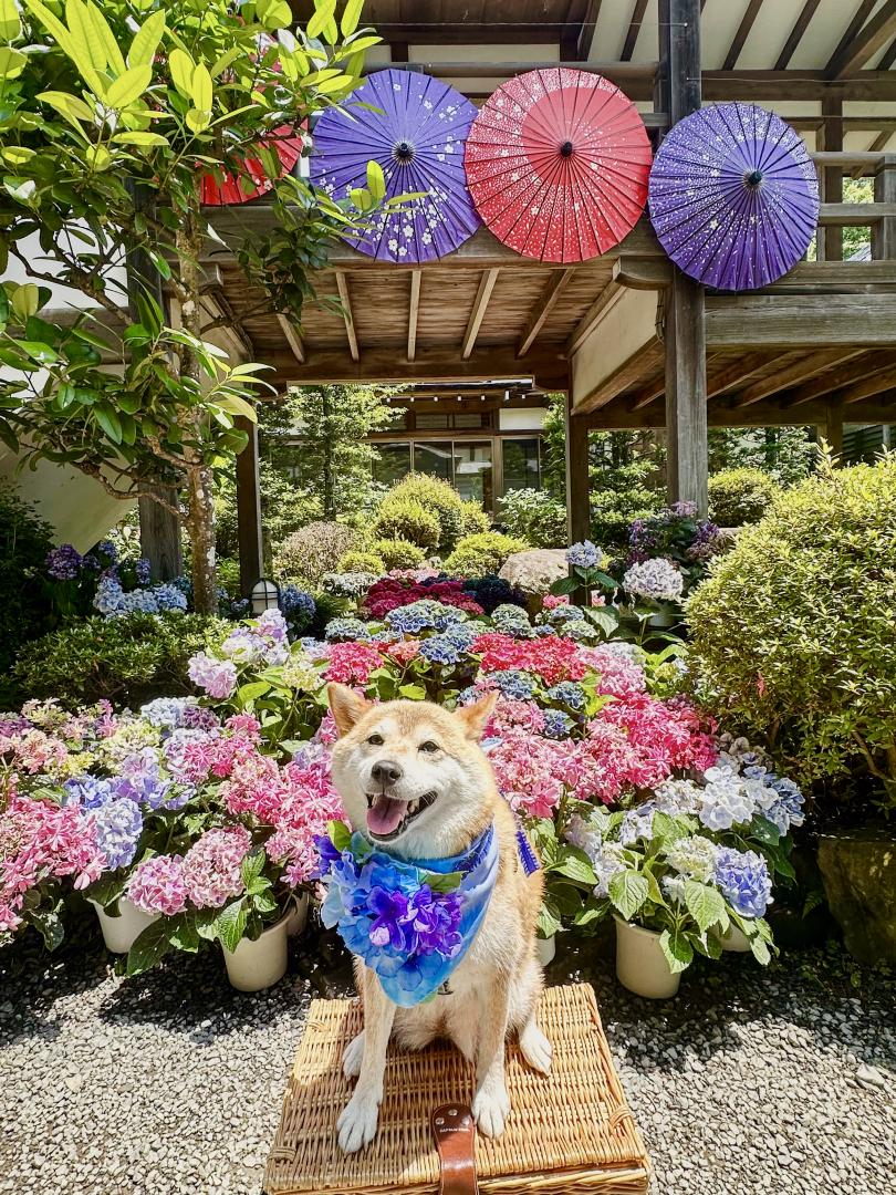 カラフル紫陽花