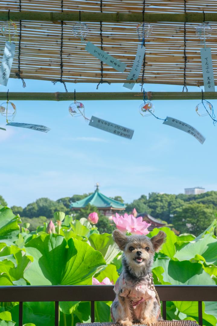 蓮の花と風鈴