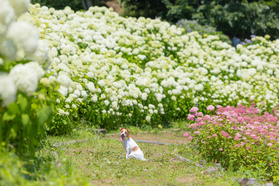 紫陽花道