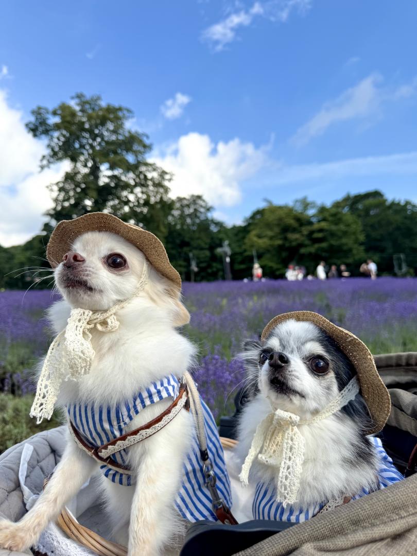 ラベンダーパークへお出かけ♪