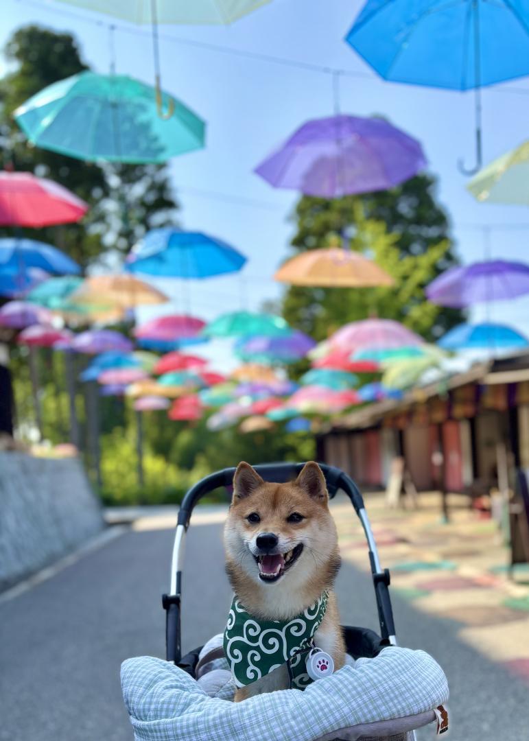 日傘じゃないけど(^^)