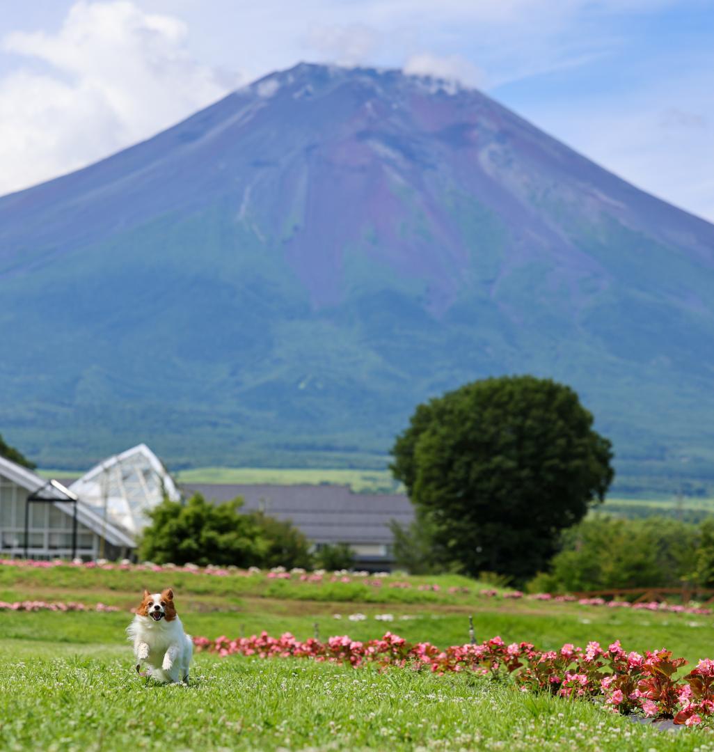 富士山と追いかけっこ
