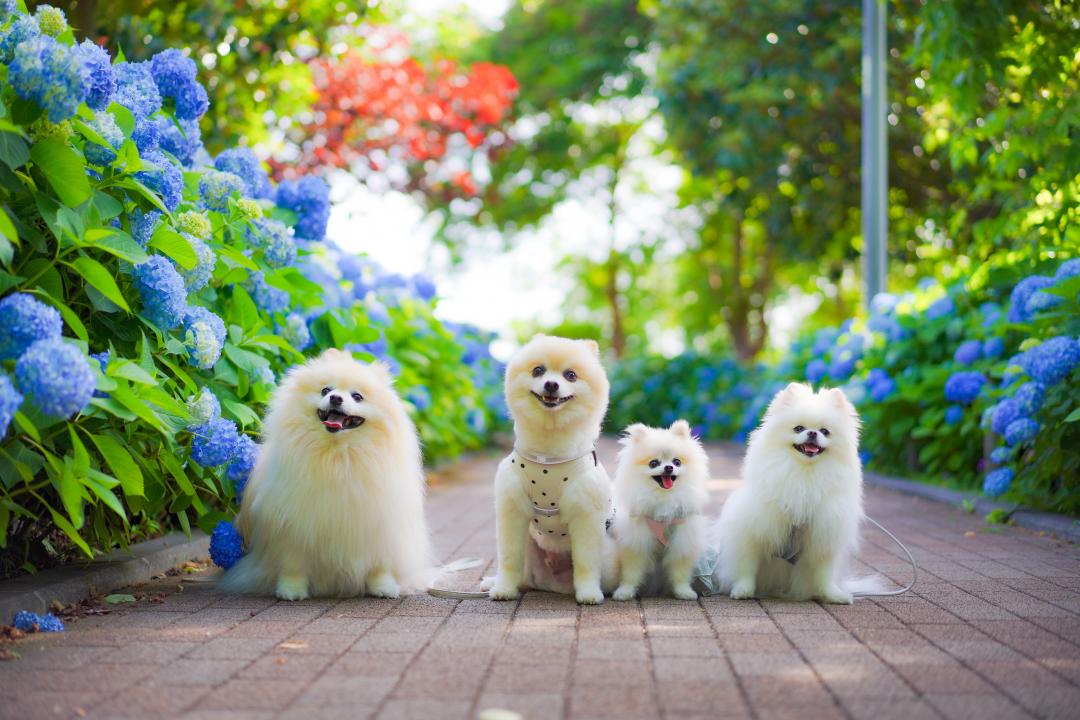 紫陽花ブルーとポメラニアンカルテット