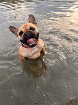 海にいる小さな熊さん