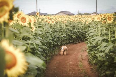 どこか懐かしいひまわり畑