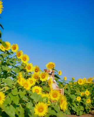 夏が来た～