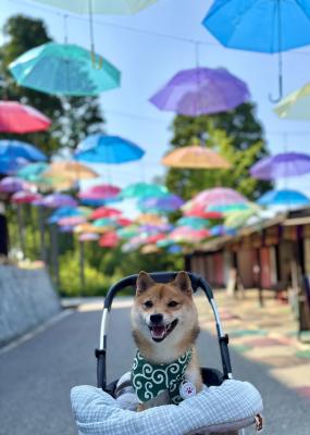 日傘じゃないけど(^^)