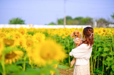 ひまわり畑で