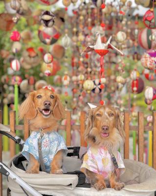 七夕飾りと愛犬の笑顔