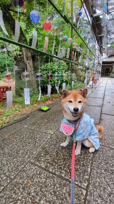 風鈴と浴衣