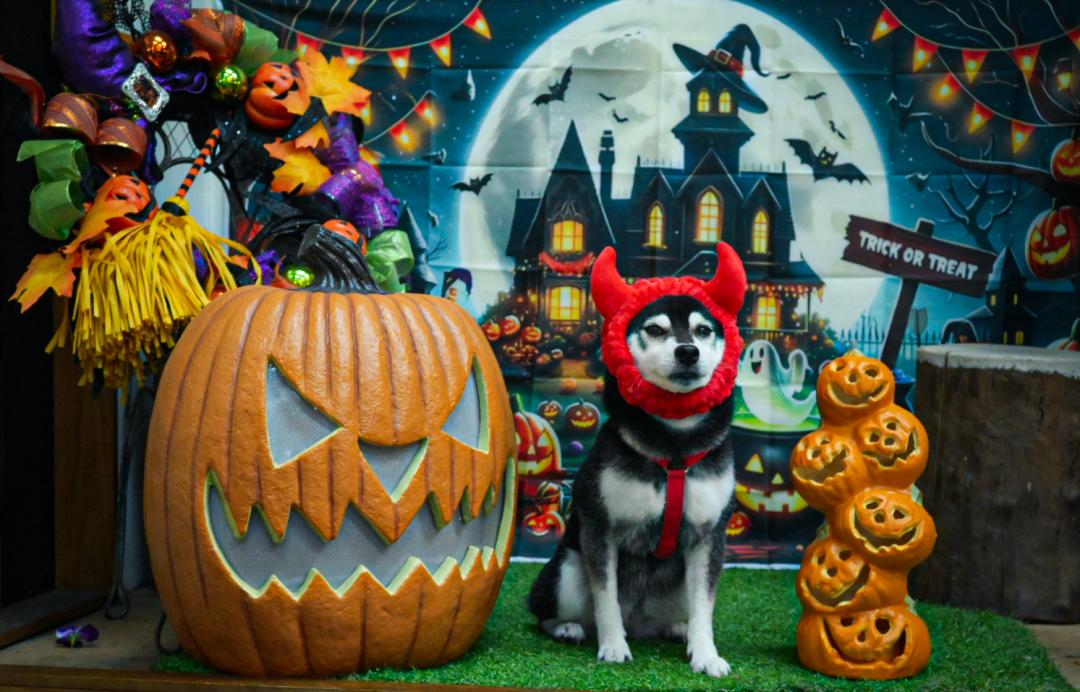 Trick or Treat