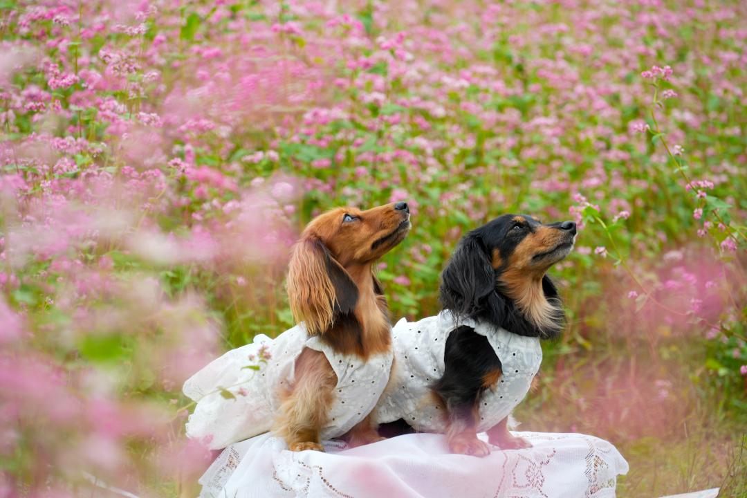 赤そばの花