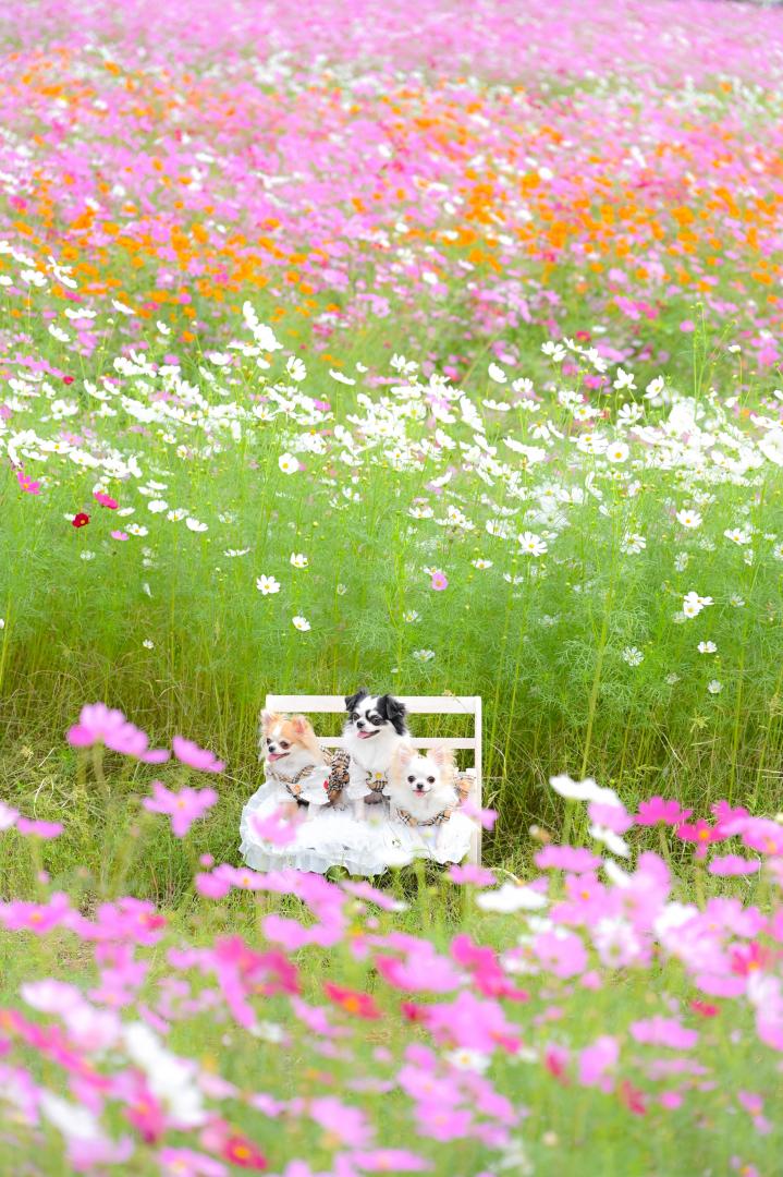コスモスと3ちー