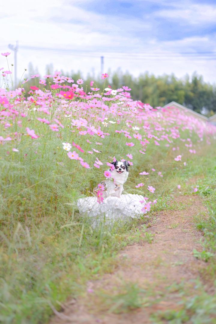 コスモスロードからひょっこりと♡‬