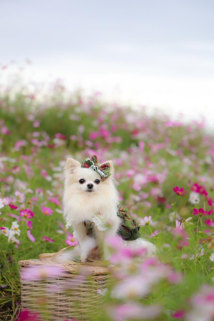 秋桜と
