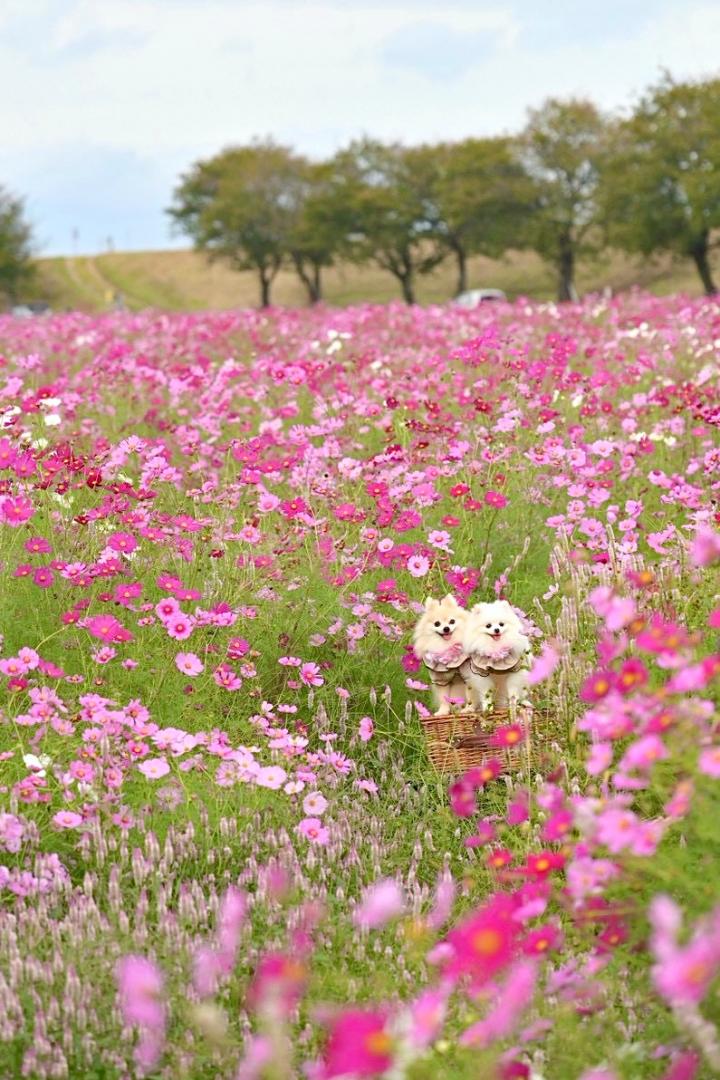 秋桜にまみれて