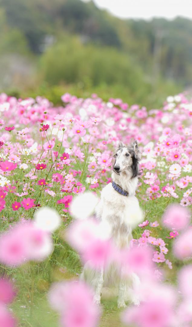 秋桜に包まれて