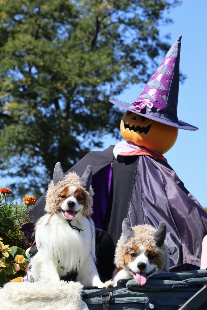 ハロウィン