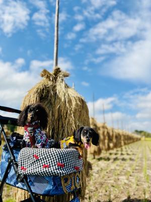 じいじ自慢のお米でしゅ