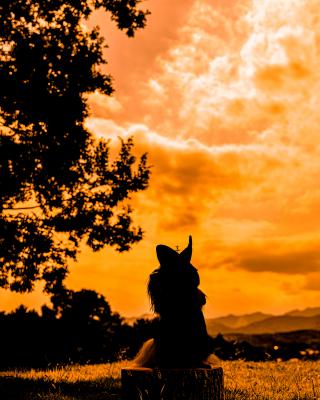 オレンジ色の世界