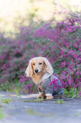 萩の花