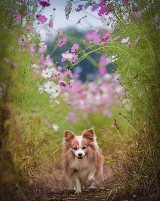 コスモスアーチ