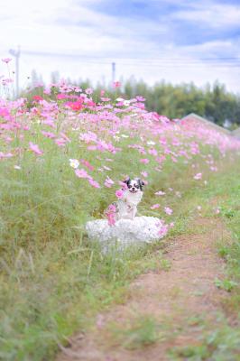 コスモスロードからひょっこりと♡‬