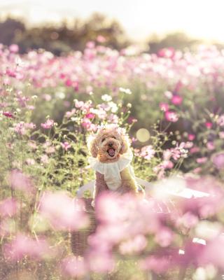 コスモスと笑顔が満開