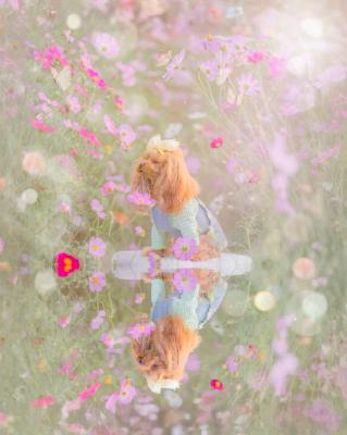 秋桜っていい匂い