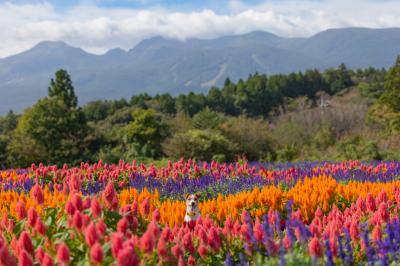 那須連山とケイトウ畑