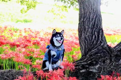林の中の真っ赤な曼珠沙華と愛犬