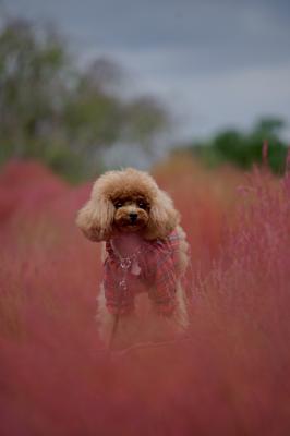 真っ赤に萌えるコキアとらら