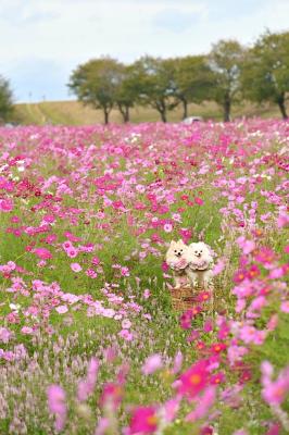 秋桜にまみれて