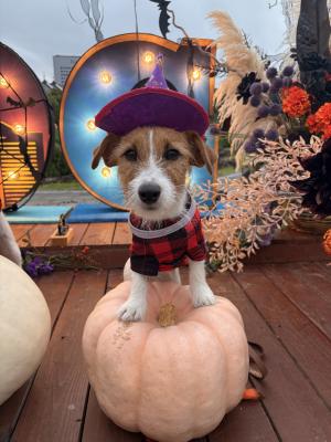 真面目なハロウィン