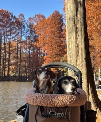 寄り添いながら、秋を重ねて