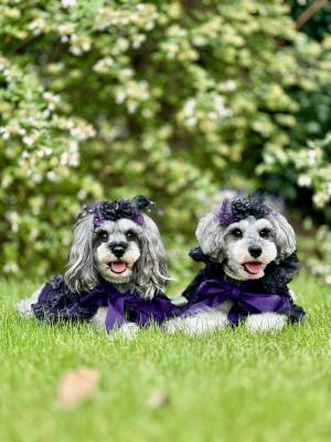 ハロウィン魔女の休憩