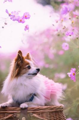 コスモスさん初めまして