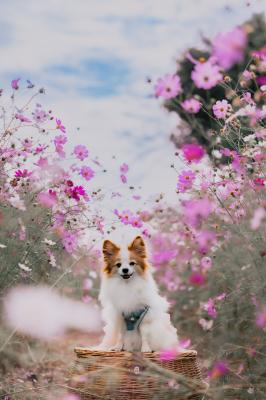 コスモスシャワー