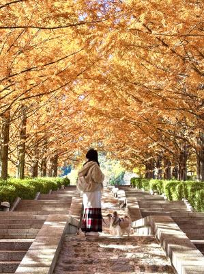 メタセコイアキレイだね～