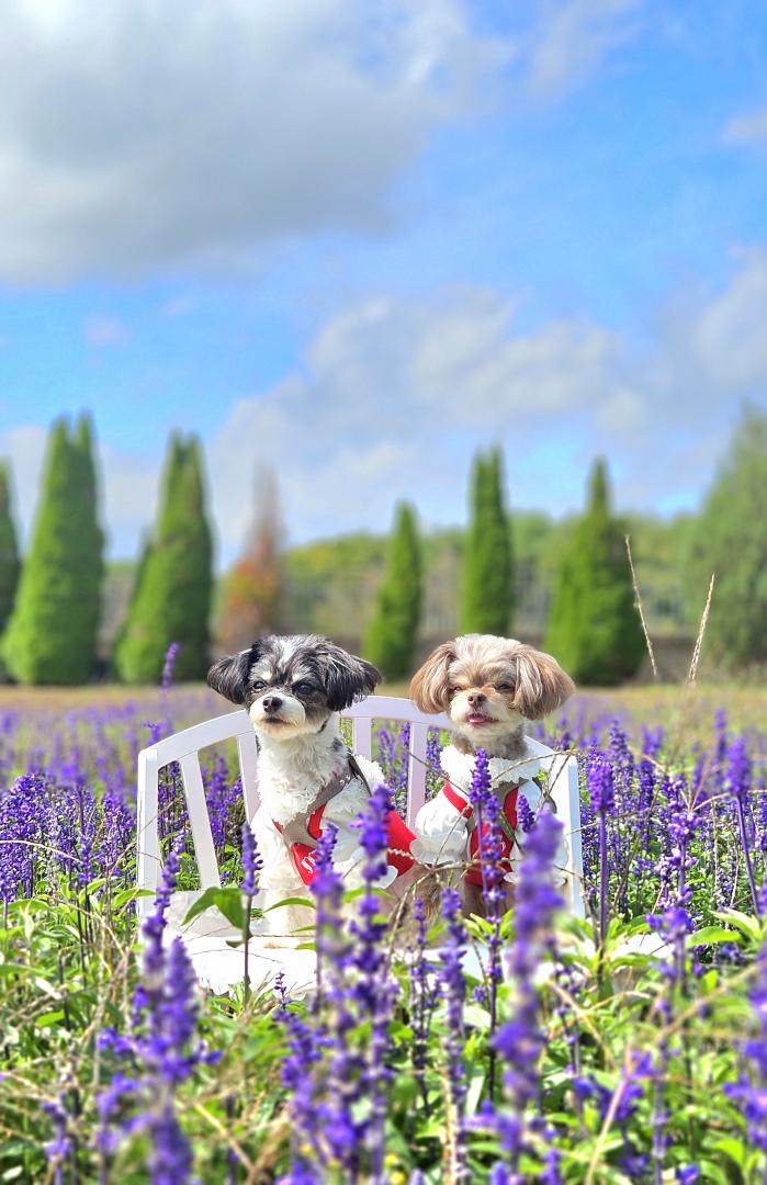 過ぎ行く夏に想いをはせて