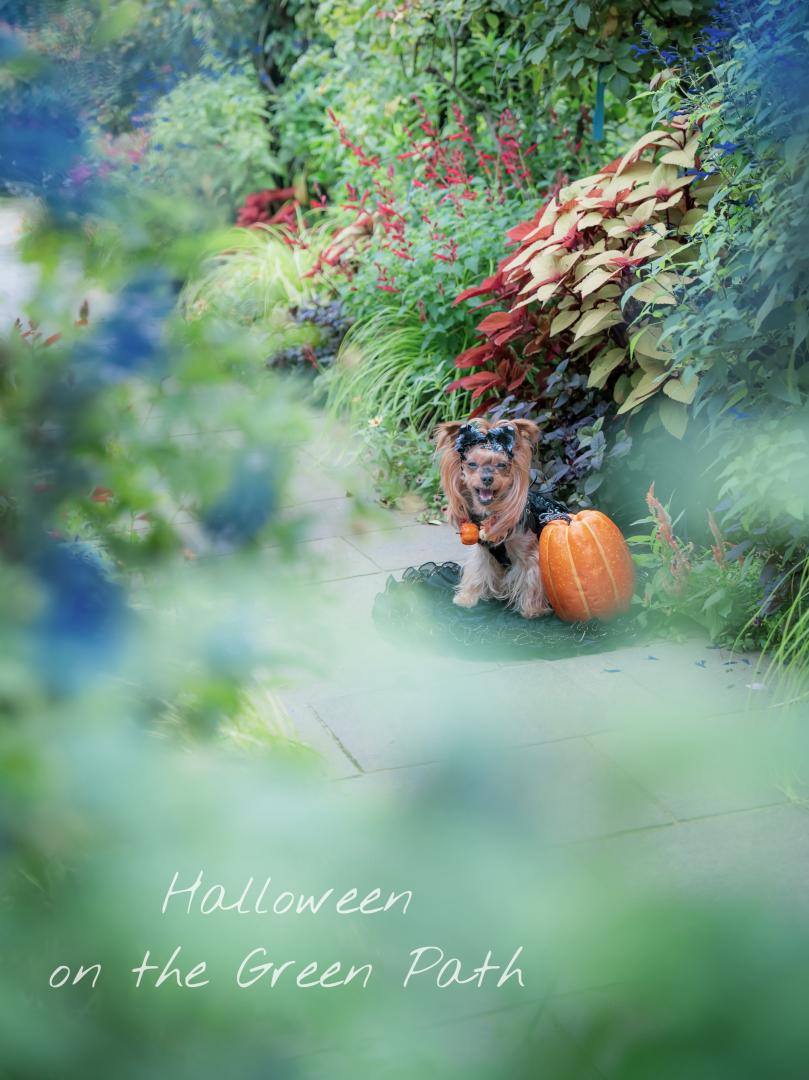 緑の小道でのハロウィン