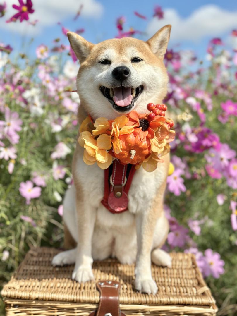 コスモスと青空と柴犬