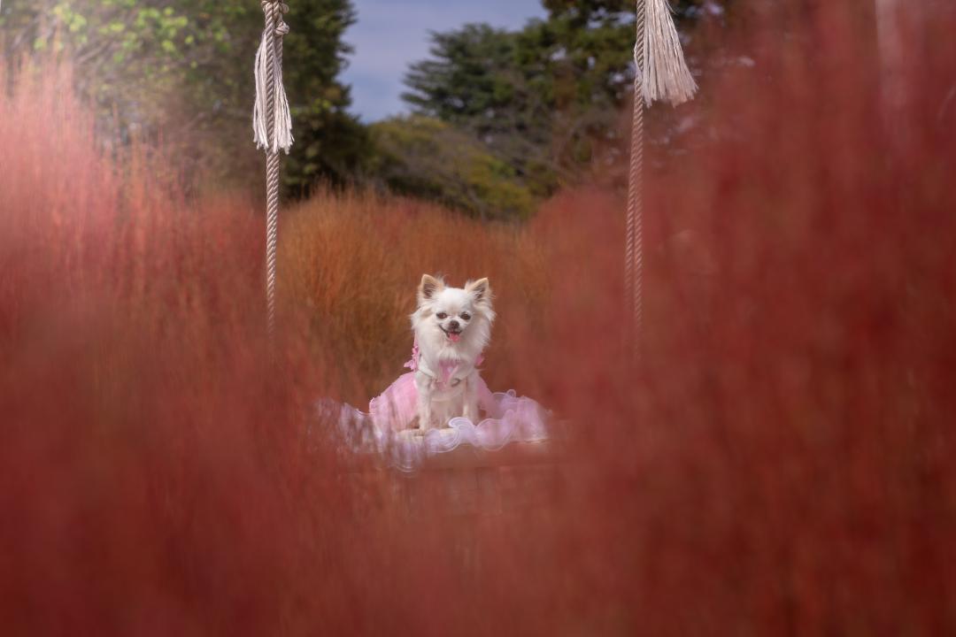 コキアに埋もれて